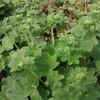6 x Zwerg Frauenmantel - Alchemilla erythropoda  | Topf 9cm Produktbild-Vorschau 2