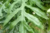SAFLAX - Australijski Wiatraczek - 20 Nasiona - Stenocarpus Podgląd zdjęcia produktu 5