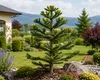 Chilenische Schmucktanne 60–80 cm Araucaria araucana Produktbild-Vorschau 3