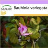 SAFLAX - Orchidej strom - Bauhinia variegata - 8 Semena Náhled obrázku produktu 9