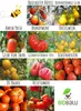 Artikelbild 4 von 'BIO Tomatensamen 10 Alte Sorten Set' aus der Kategorie Gemüsesamen-Sets Produktbild-Vorschau