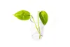 Gardners Epipremnum Aureum - odrezky na zakorenenie Náhľad obrázku produktu 1