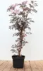 Sambucus nigra 'Black Lace', Schwarzer Holunder, dunkelrot, Produktbild-Vorschau 1