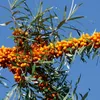Sanddorn  Samen - Hippophae rhamnoides - Sanddornsamen - Produktbild-Vorschau 5