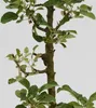 Malus domestica Ballerina 'Charlotte' 5 Liter Topf, Produktbild-Vorschau 4