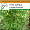 SAFLAX - Garden in the bag - Wapień-Bambus - 50 Nasiona - Z Podgląd zdjęcia produktu 6