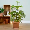 Bloomique - Araucaria Heterophylla - Sosna doniczkowa - Podgląd zdjęcia produktu 2