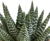 Mix di piante grasse e cactus: 15 piante Ø 5,5 cm in vaso Anteprima dell’immagine prodotto 8