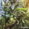 Olivenbaum Flüssigdünger 1L – 2-1-8 NPK – Produktbild-Vorschau 7