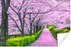MuchoWow® Poster Sakura - Japan - Frühling 60x40 cm - Produktbild-Vorschau 1