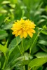 Rudbeckia laciniata 'Goldquelle', Sonnenhut, gelb, ca. Produktbild-Vorschau 4