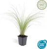 Stipa tenuissima 'Ponytails' 24 plantas 10-25cm Ø9cm Vista previa de la imagen del producto 4