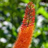 Eremurus (Steppenkerze) - roślina wieloletnia, odporna na Podgląd zdjęcia produktu 3