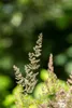 Koeleria glauca, Blaues Schillergras, 20–30 cm Produktbild-Vorschau 11
