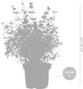 2x Eucalyptus gunnii - Gummibaum - Strauch - Immergrün - Produktbild-Vorschau 5