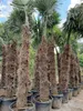 PALME TRACHYCARPUS FORTUNEI HÖHE 350CM WINTERHART –19 °C  Produktbild-Vorschau 1