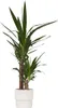 Jukka - Yucca elephantipes - Wysokość 70-80cm - ⌀17cm Podgląd zdjęcia produktu 7