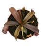 Rotblättrige Kannenpflanze - Nepenthes - 9cm Produktbild-Vorschau 2