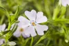Phlox subulata 'Emerald Cushion Blue', Polsterphlox, blau, Produktbild-Vorschau 3