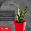 A snake plant in a red pot against a dark, textured background with marketing text on the left. Anteprima dell’immagine prodotto