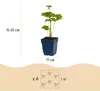 Green boutiQ - Plante vivace - Anémone hybride « Königin Voir les images du produit 3