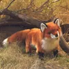 Folkmanis Handpuppe Fuchs 45 cm Produktbild-Vorschau 6