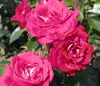 Dehner Rose Beetrose Heimatmelodie®, Züchter Tantau, Produktbild-Vorschau 3