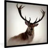 MuchoWow® Gerahmtes Poster Porträt - Hirsch - Geweih 40x40 Produktbild-Vorschau 1