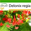 SAFLAX - plameňový strom - Delonix regia - 6 Semená - S Náhľad obrázku produktu 10