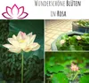 Lotus Samen winterhart (Nelumbo nucifera) - Indische Produktbild-Vorschau 3