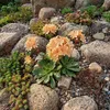 6x Lewisia cotyledon Elise P9H20 Produktbild-Vorschau 5
