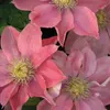 Clematis Little Mermaid 1L Náhled obrázku produktu 4