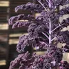 Toraf Kale Scarlet zeleninová semínka, balení 1g Náhled obrázku produktu 5