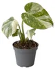 Gardners Monstera deliciosa variegata Thai Constellation, Náhľad obrázku produktu 2
