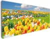 Wallario Premium Leinwandbild Tulpenwiese unter blauem Produktbild-Vorschau 1