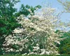 Cornus florida, Blumen-Hartriegel, 60–80 cm, weiße Blüten Produktbild-Vorschau 10