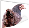 MuchoWow® Poster Rückansicht eines Huhns 120x90 cm - Produktbild-Vorschau 1