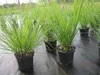 Lampenputzergras Red Head - Pennisetum alopecuroides Red Produktbild-Vorschau 3