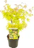Bloomique - Acer Palmatum Orange Dream - Klon japoński - Podgląd zdjęcia produktu 1