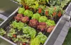 Gardena Micro-Drip-System Set Hochbeet/Beet (35 Pflanzen) Produktbild-Vorschau 5