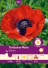 Artikelbild 1 von 'Türkischer Mohn Brillant' aus der Kategorie Mohnsamen Produktbild-Vorschau