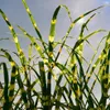 Miskant chiński Zebrinus  2L Podgląd zdjęcia produktu 6