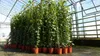 4 Stück Efeu Pflanze Hedera helix 180 - 200 cm Pyramide Produktbild-Vorschau 6
