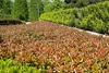 Stauden Gänge 10 x Photinia fraseri 'Little Red Robin' - Produktbild-Vorschau 4