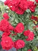Kletterrose Amadeus® - Rosa Amadeus ® - blutrot - Duft+ - Produktbild-Vorschau 3