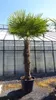 XXXXL 240 cm Trachycarpus fortunei 120 cm Stamm Hanfpalme, Produktbild-Vorschau 7
