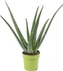 A potted aloe vera plant against a white background. Voir les images du produit