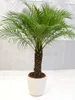 [Palmenlager] - XL Phoenix roebelenii Zwerg-Dattelpalme 160 Produktbild-Vorschau 1