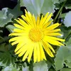 6 x Gemswurz  - Doronicum orientale 'Magnificum'  | Náhled obrázku produktu 2