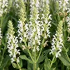 Stauden Gänge 10 x Salvia nemorosa 'Sensation White®' im 1 Produktbild-Vorschau 8